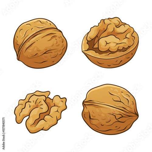Walnut collection. Vector hand drawn illustration isolated on white