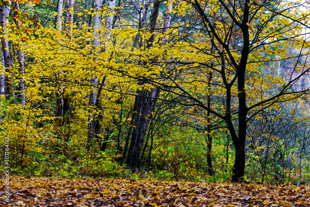 Colorful autumn Landscape in Bohemian Paradise, Czech Republic