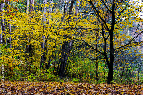 Obraz na płótnie Colorful autumn Landscape in Bohemian Paradise, Czech Republic w salonie