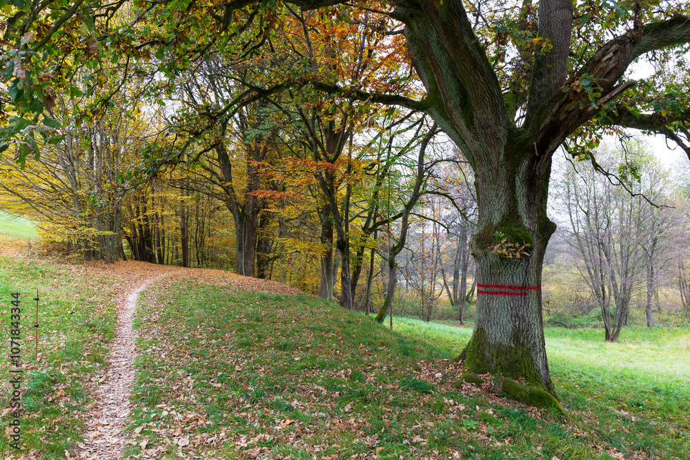 Colorful autumn Landscape in Bohemian Paradise, Czech Republic