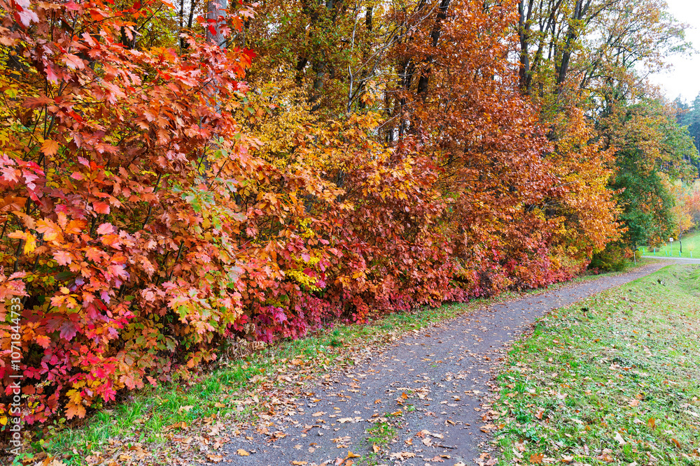 Colorful autumn Landscape in Bohemian Paradise, Czech Republic