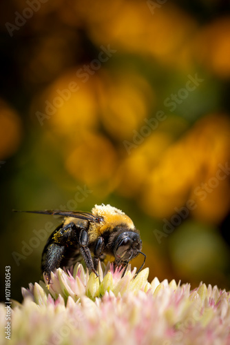 Carpenter bee on a flower