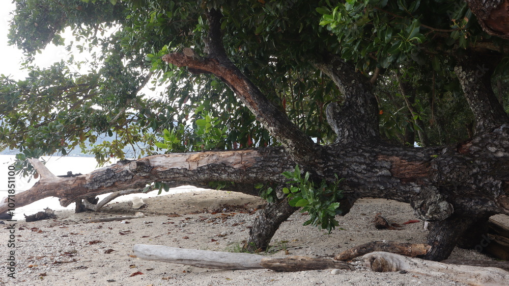 Background of fallen tree trunks on the beach Background of fallen tree trunks on the beach