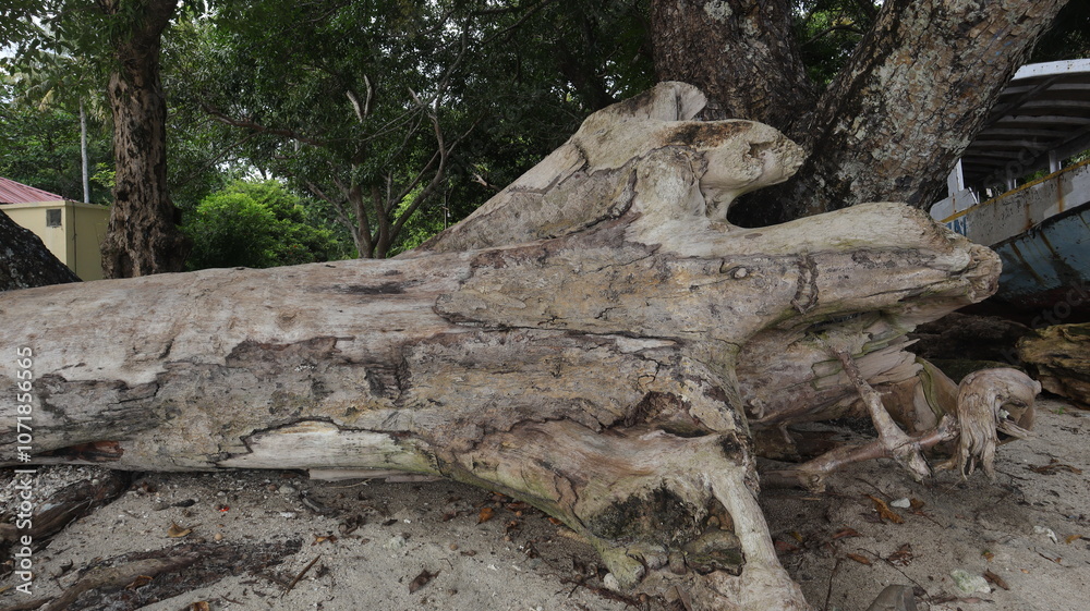 Background of fallen tree trunks on the beach Background of fallen tree trunks on the beach
