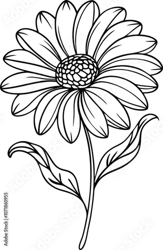 Single one line drawing African daisy flower concept. Continuous line draw design graphic vector