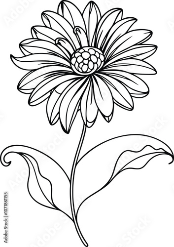 Single one line drawing African daisy flower concept. Continuous line draw design graphic vector