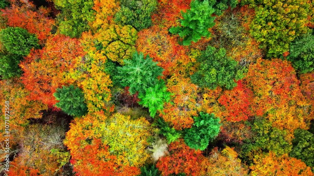 High angle aerial shot lifting up from Autumnal forest canopy