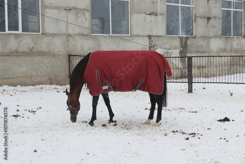 the horse walks in winter