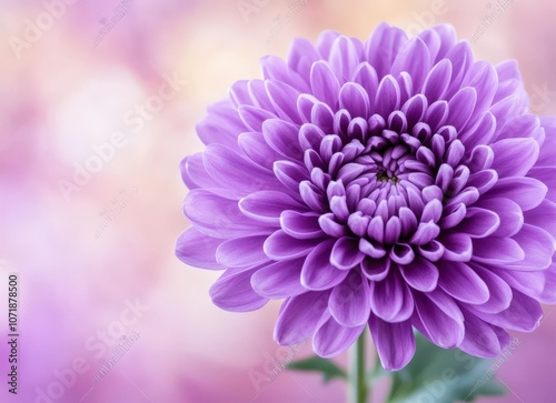 Close-up of a beautiful purple chrysanthemum flower.