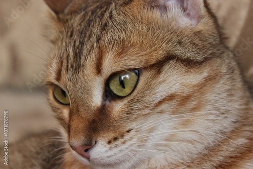 close-up portrait of a red tabby cat