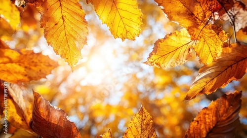 Golden autumn leaves hang beautifully as they bask in the warm, glowing rays of sunlight, encapsulating the transition of seasons in nature's splendid display. photo