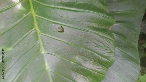 close up image of soursop plant  photo