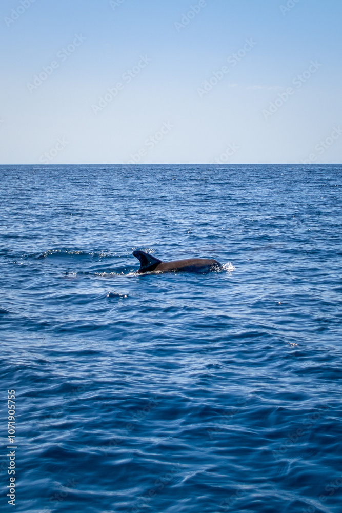 Fototapeta premium Bottlenose dolphin, Latin called Tursiops truncatus, dives into the water of the Atlantic Ocean, Portugal