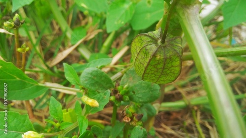 close up image of physalis angulata herbal plant 