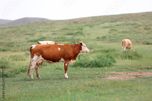 A herd of cattle on the prairie