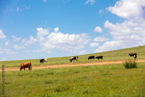 A herd of cattle on the prairie photo