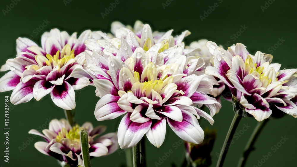 Blooming Dahlia Rebecca World on a green background Blooming Dahlia Rebecca World on a green background