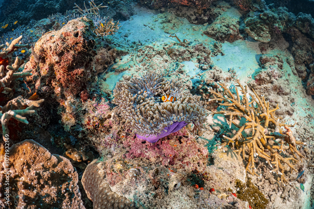 Fototapeta premium Real clown fish and sea anemone underwater photography marine biology ecosytem with colorful sea fish swim around in deep dive blue water landscape background