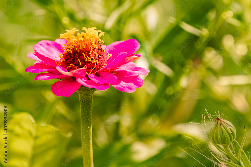 Obraz premium Zinnia peruviana, peruvian zinnia, on a sunny day in summer near Bad Griesbach im Rottal, Passau, Bavaria, Germany
