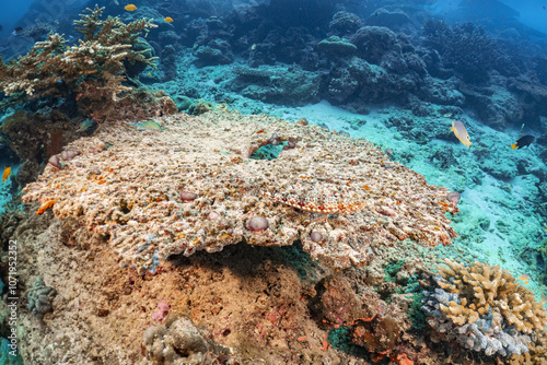 Real coral reef underwater photography marine biology ecosytem with colorful sea fish swim around in deep dive blue water landscape background in concept of global environment impact and bleaching