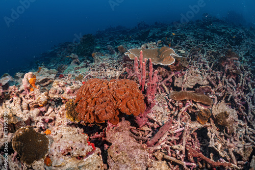 Real coral reef underwater photography marine biology ecosytem with colorful sea fish swim around in deep dive blue water landscape background in concept of global environment impact and bleaching