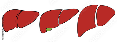 Set of human liver in a flat style vector icon illustration. Human internal organ, anatomy, body part.