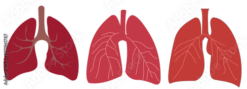 Set of human lung in a flat style vector icon illustration. Human internal organ, anatomy, body part.