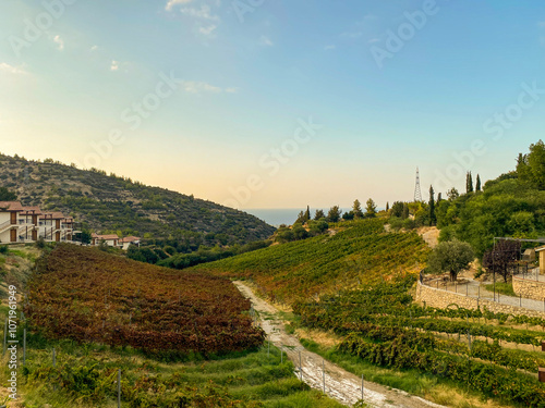 Vine fields in a small village.