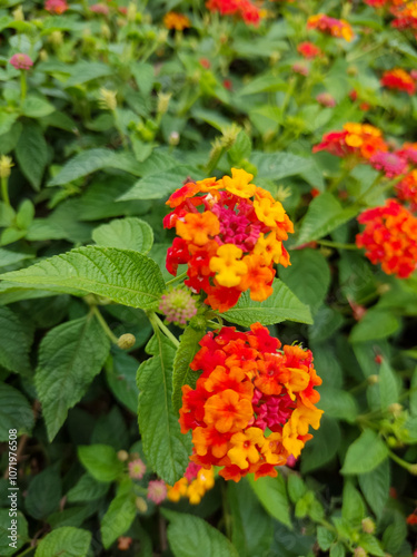 orange and flowers