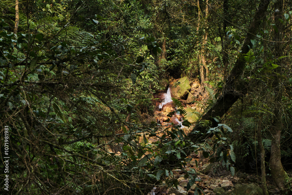 Fototapeta premium Hidden Waterfall Amidst Jungle Greenery