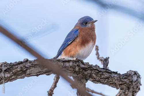 Bluebird on gray branch 1 photo