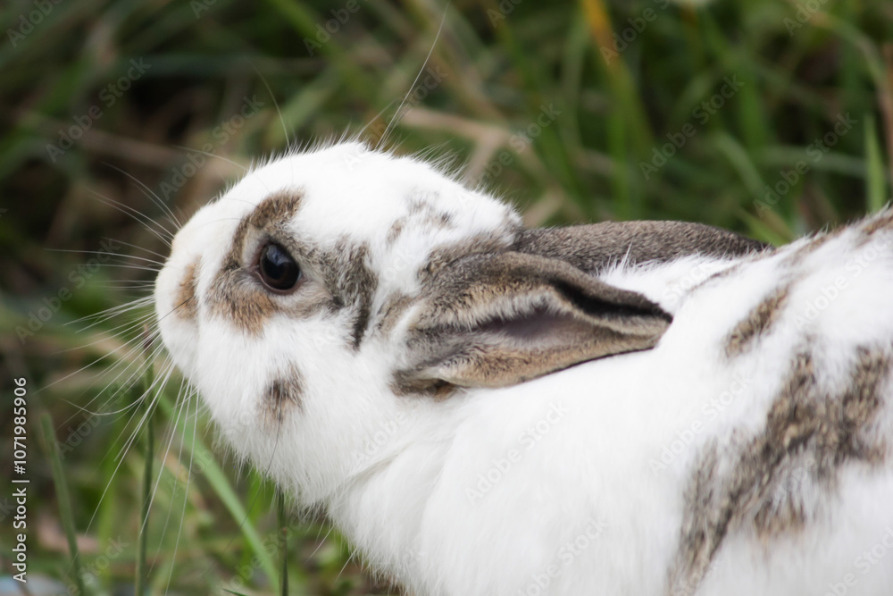 Fototapeta premium white rabbit with upright ears, sitting on grass, small mammal in nature, cute bunny in the clover, young animal in the countryside.