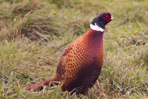 Pheasant in Grass, close-up of wild animal's red and green feathers in field, hunting scene in outdoors nature