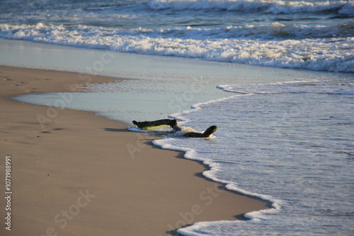 Strandgut am Meer photo