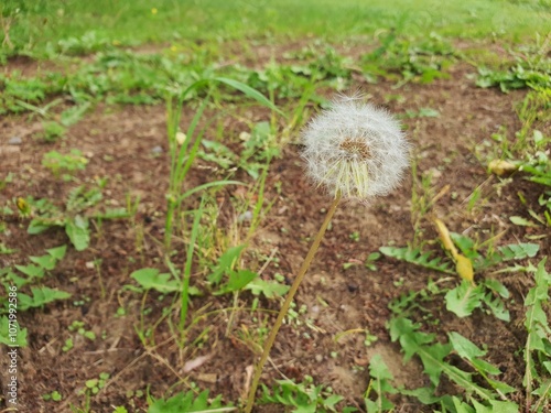 DandelionTaraxacum erythrospermum flower. Dandelion (Taraxacum erythrospermum) flower closeup with natural background. photo