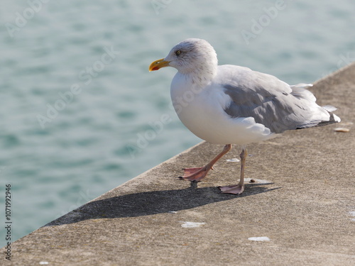 herring gull on the quay wall.