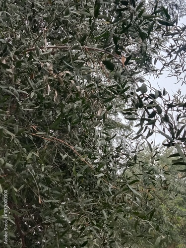 salvadora persica leaves pattern.tooth brush tree leaves pattern  photo