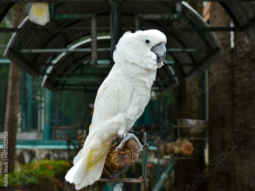 sulphur crested cockatoo. Rose breasted cockattoo sitting on the tree branch outdoors. Select and soft focus	
 photo