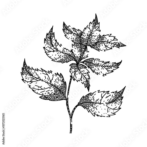 retro nettle hand drawn. tea antique, classic infusion, collectible heirloom retro nettle vector sketch. isolated black illustration
