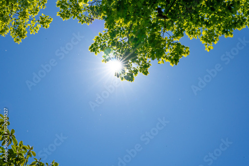 Sunlight shining through green leaves