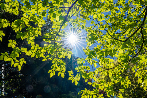 Sunlight shining through green leaves