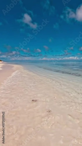 seascape with two little turtles running to clear sea water with sea noise