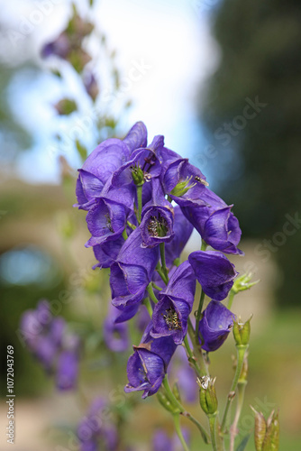 Macro image of Monk's hood blooms, Derbyshire England
