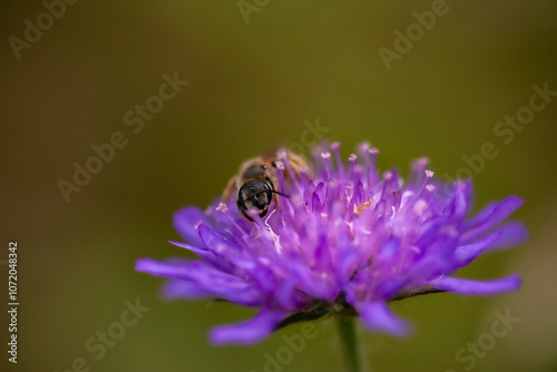 Wildbiene aud Ackerwitwenblume photo