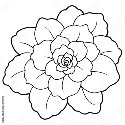 Begonia flat vector illustration.