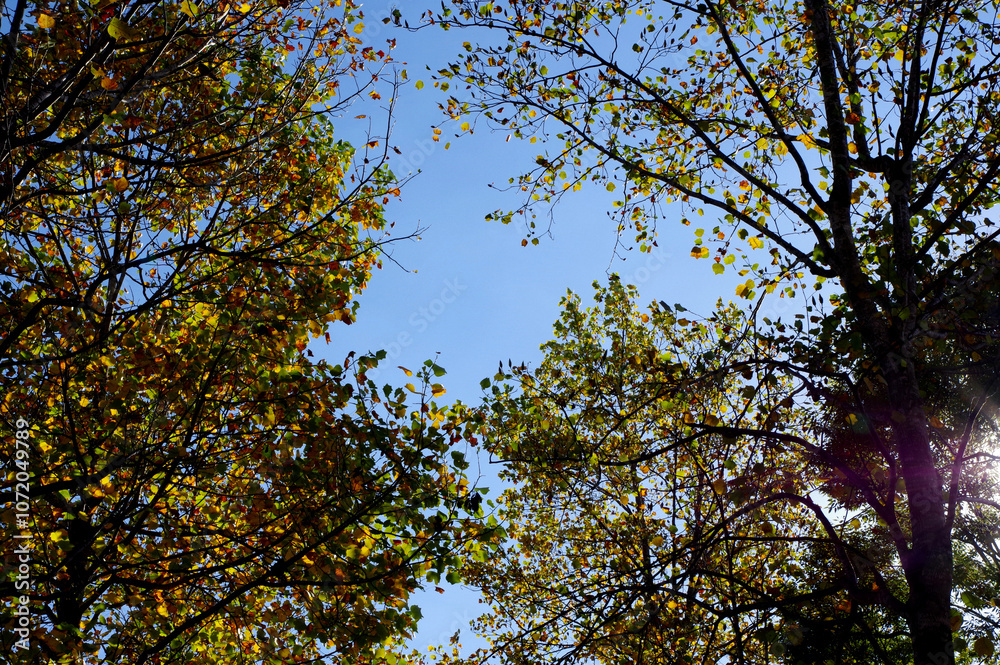 Obraz premium 秋の景色、樹木と青空