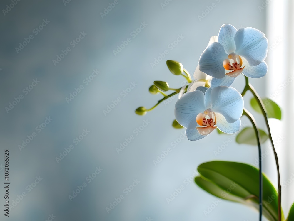 Fototapeta premium white orchid on background