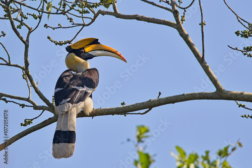 Great Hornbill (Buceros bicornis), perched in a tree, Jim Corbett National Park, Uttarakhand, India.