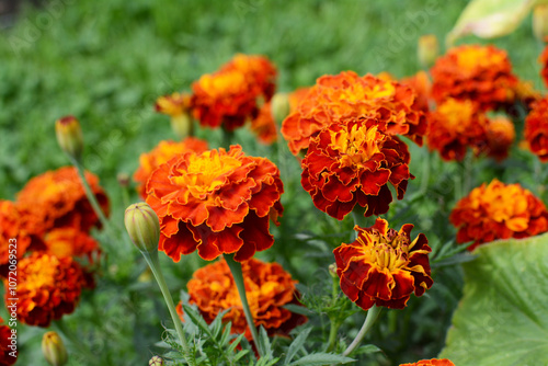 French marigold flowers