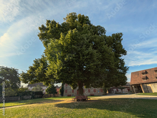 Linde, Baum, Park, alte Linde, Laubbaum, Blätter photo